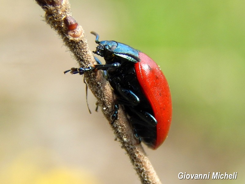 Chrysomela populi ?